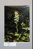 <em>Platanthera chlorantha chlorantha</em>